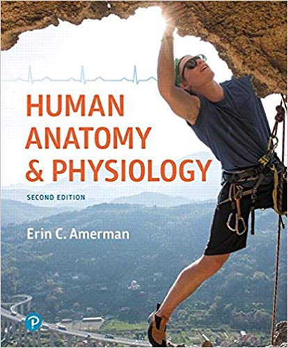 Human Anatomy & Physiology 2nd Edition Erin C. Amerman Test Bank