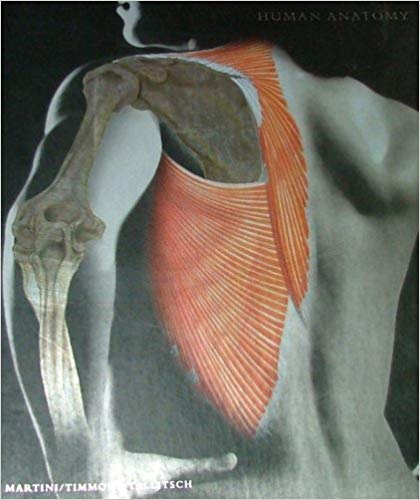 Human Anatomy 5emichael Mckinley Valerie Dean Oloughlin Elizabeth E. Pennefather Obrien Test Bank.jpg