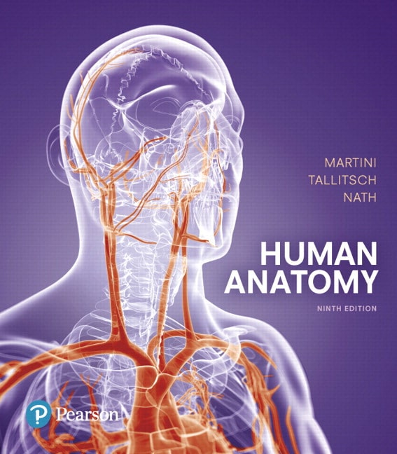 Human Anatomy 9e Frederic H. Martini Robert B. Tallitsch Judi L. Nath Instructor Solution Manual.jpg